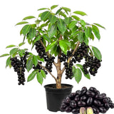 Jamun Plum Bush Live Plant, 2.5 Feet Tall in 1 Gallon Pot, Black Plum Plants for Outdoor Planting, Sweet Jambul Trees, High Yielding, Ready to Fruit