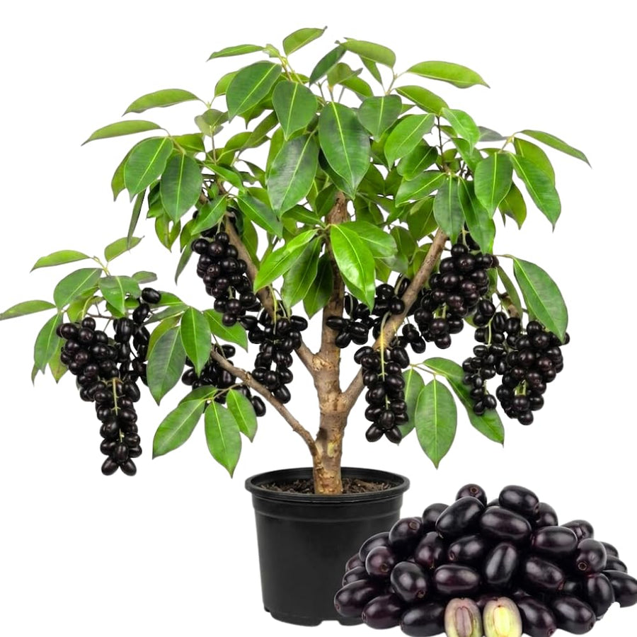 Jamun Plum Bush Live Plant, 2.5 Feet Tall in 1 Gallon Pot, Black Plum Plants for Outdoor Planting, Sweet Jambul Trees, High Yielding, Ready to Fruit