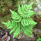 10 Hay Scented Fern Rhizomes, Hardy Perennial Fern Plants for Garden, Fast-Growing Ferns Starter Roots