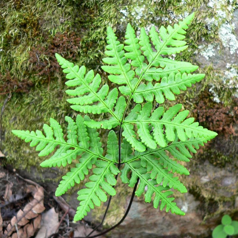 10 Hay Scented Fern Rhizomes, Hardy Perennial Fern Plants for Garden, Fast-Growing Ferns Starter Roots