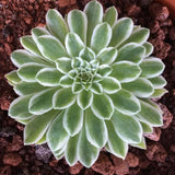Ice Aeonium Succulent Plant Live in 2" Pot, Rosette Succulent, Easy Indoor Outdoor Plant
