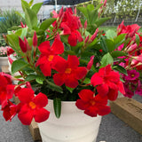 2 Mandevilla Live Plants, Mandevilla Flowering Vines Trellis, 4-9 Inch Tall Plants for Hanging Baskets, Container and Garden Growing (Red)