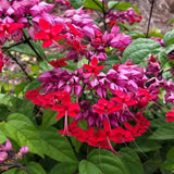 Purple Bleeding Heart Clerodendrum Plants Live, Trailing Light Bulb Flowering Vine, 4-8 Inch Tall, Ready to Plant Outdoor
