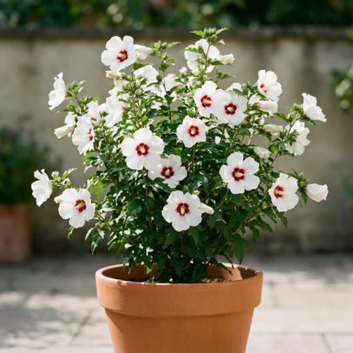 Red White Rose of Sharon Plants Live, Rose of Sharon Tree Live Plant in Quart Pot, 12-18 Inc Tall, Hardy Althea Flowers for Indoor Outdoor Planting