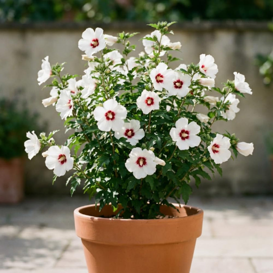 Red White Rose of Sharon Plants Live, Rose of Sharon Tree Live Plant in Quart Pot, 12-18 Inc Tall, Hardy Althea Flowers for Indoor Outdoor Planting