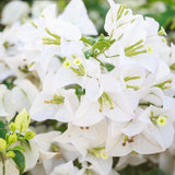 2 Bougainvillea Plants - Variegated Bougainvillea Flower Plants Live in Garden - 4 to 5 Inches Height Rooted Bougainvillea Plants - Grow Well Outdoor