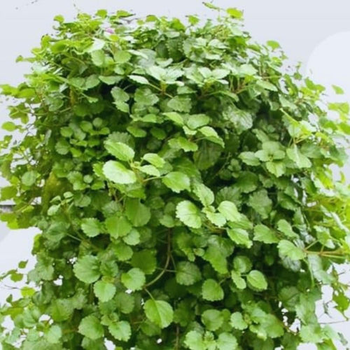 4 Green Swedish Ivy Plants Live House Plants, 4 to 6 Inc Tall Live Plant, Plectranthus Plant for Growing Outdoors Indoors