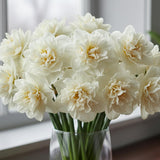 Set 30 Daffodil Bulls for Planting, Top Size Narcissus Flower Bulbs, Perennial Spring Flowers, Cold Hardy, Ideal for Gardens, Pots and Landscaping (Double White)