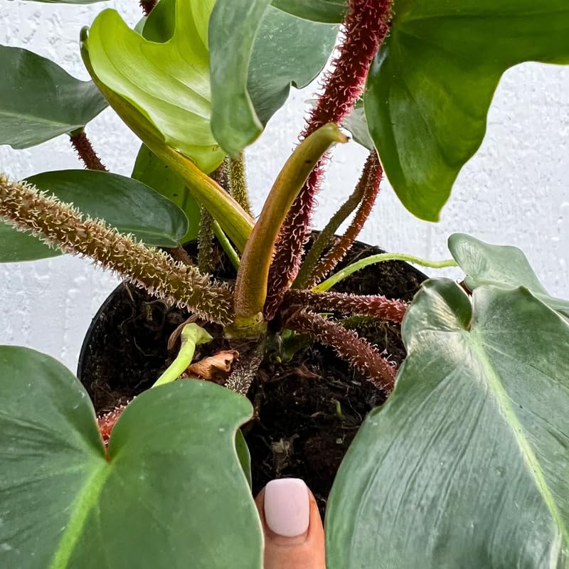 2 Rare Philodendron Live Plants Varieties Collection, Philodendrons Plants Size 5-9 Inc for Indoor Houseplant Décor, Ornamental Tropical Well-Rooted (Hairy Philodendron Plants)