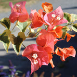 2 Bougainvillea Plants Live, Trailing Flowering Vines, 5-9” Tall, Well-Rooted Bougainvillea Trees for Outdoor Garden or Patio (Orange Ice Bougainvillea)