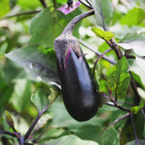 100 Black Eggplant Seeds for Planting, Eggplants Seeds, Vegetable Plant Garden