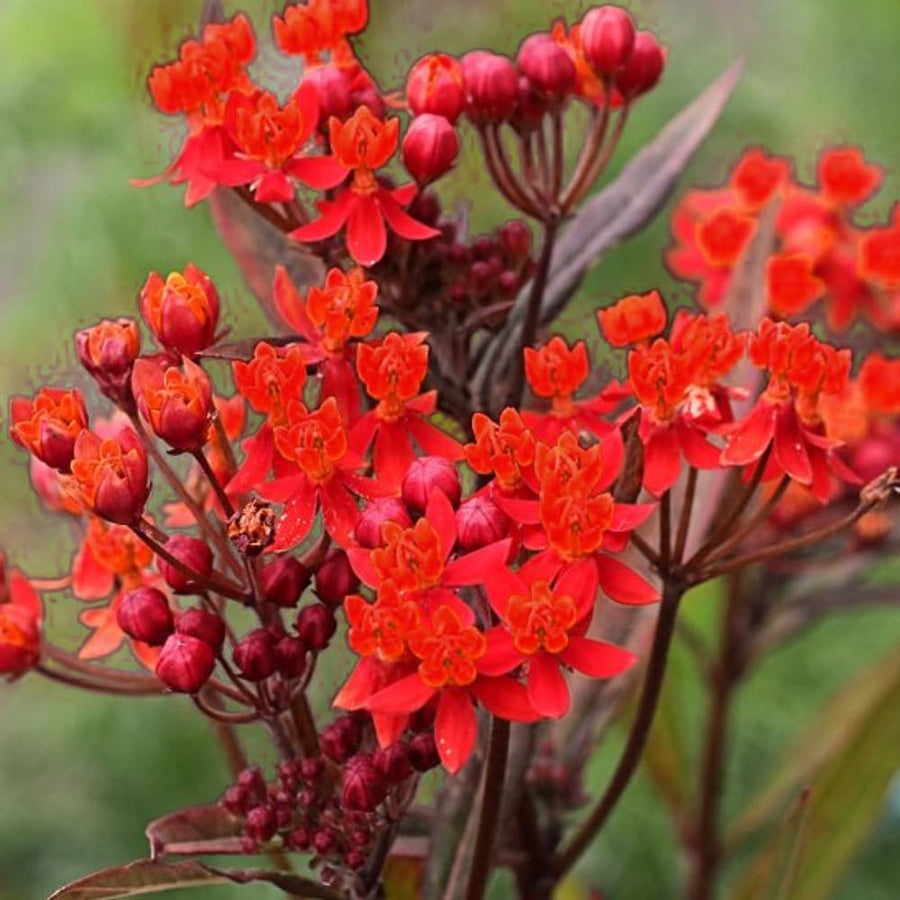 2 Mikweed Live Plants, Asclepias Tuberosa Perennial Flowers Plants, Tropical Butterfly Milkweeds 4-8 Inch for Outdoor Garden (Deep Red)