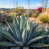 Pack 4 Agave Plants Live, Blue Agave Century Plant, 3 to 5 Inches Tall, Hardy Succulent Plant for Indoor Outdoor Growing