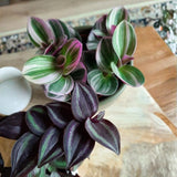 Set 6 Wandering Jew Plants, Mix Trandescantia Live Stems, Vibrant Foliage Indoor Houseplant 3-5 Inch Tall