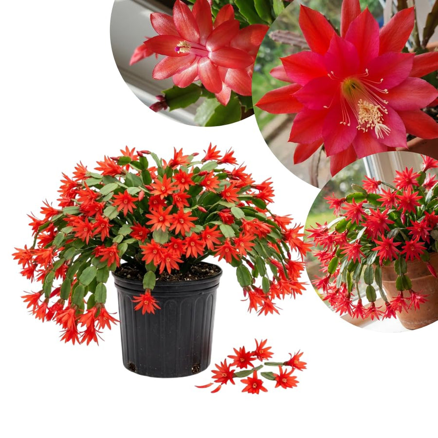 Easter Cactus Live Plant, Easter Cactus Plant 5 Inches in Height, 4 Inch Pot, Bright Bloom Flowering Houseplant for Planting (Red)