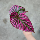 Combo 4 Begonias Houseplant Live Indoor, Red Begonia Maculata Live Plant, Begonias Live Plants Outdoor, 4 to 8 Inc Tall