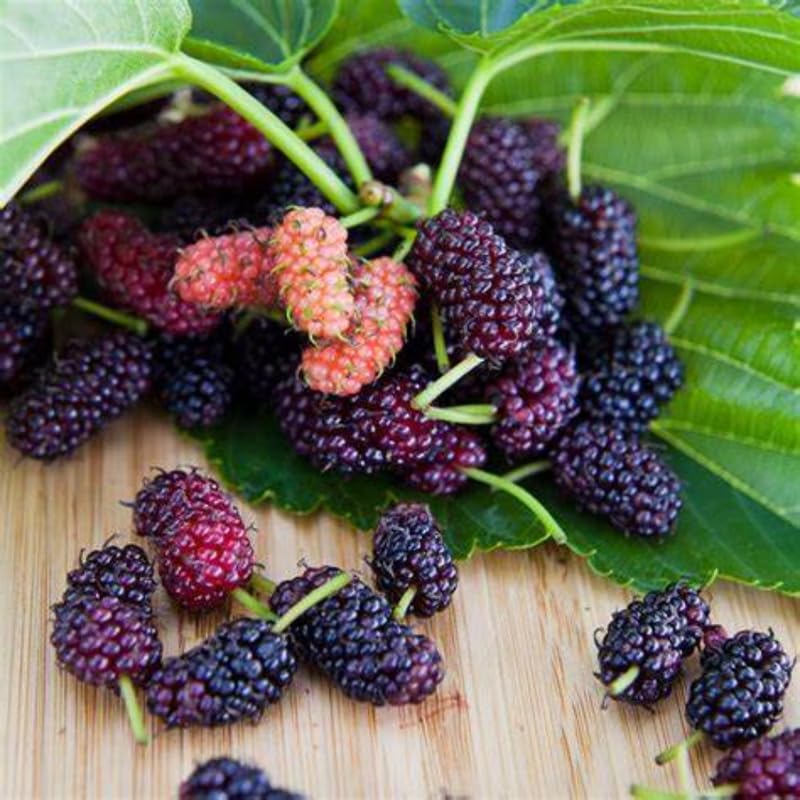 Black Beauty Mulberry Plant Live 2-3 Feet Tall, Black Mulberry Fruit Tree Live Plant, Sweet Mulberries Tree