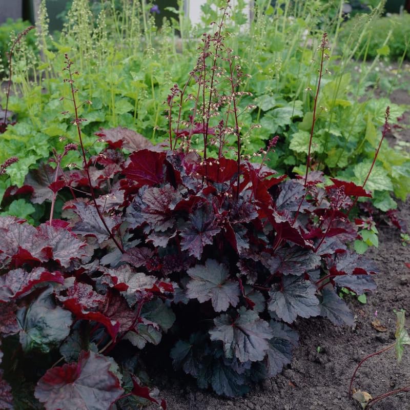Purple Heuchera Live Plant, Coral Bells Shrubs Perennial, Well Rooted Plants 4-7 Inch Tall
