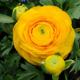 Ranunculus Bulbs, 25 Ranunculus Bulbs, French Peony Style Buttercup Corms, Spring Blooming Garden Flowers, Vibrant Flower Plant (Yellow Ranunculus)