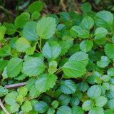 6 Green Swedish Ivy Plants, Plectranthus Plants Live, 4 Inches Potted, Live Swedish Ivy Plant Pot, Swedish Ivy Live Plant for Growing Indoor Outdoor
