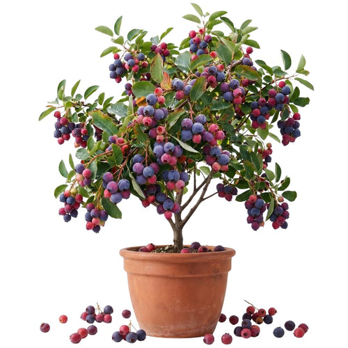 Live Serviceberry Tree Plant, 2–3 Years Old, 16–24 Inches Tall, Sweet Edible Berry Fruit Tree, Ready to Grow, Suitable for Outdoor Planting