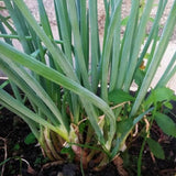 100+ American Flag Leeks Seeds, Garden Leek Seeds, Vegetable Seeds for Outdoor Planting, Suitable for Home Gardening Use