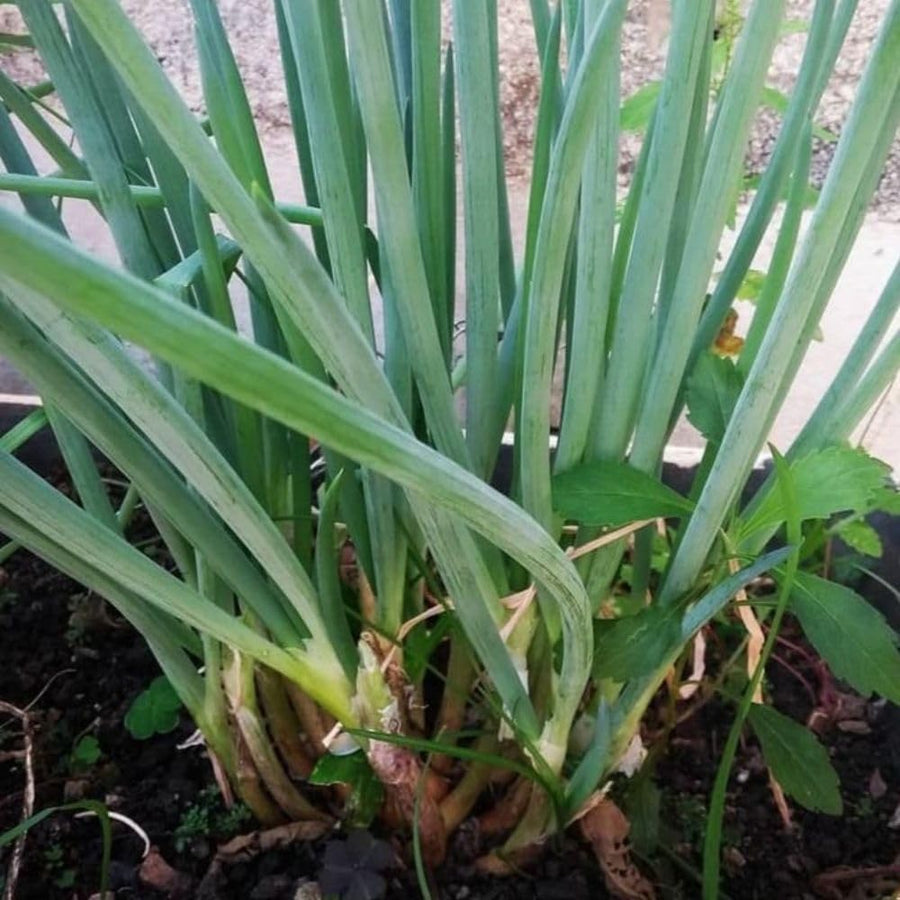 100+ American Flag Leeks Seeds, Garden Leek Seeds, Vegetable Seeds for Outdoor Planting, Suitable for Home Gardening Use