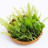 6 Holy Basil Plants Live, Tulsi Basil Perennial Herb, 3-6 Inch Tall Home Garden