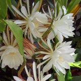 2 Queen of the Night Live Plant in 4 Inch Pot, Orchid Cactus Seedling, 3-6 Inches Tall, Night Blooming Flower Plant