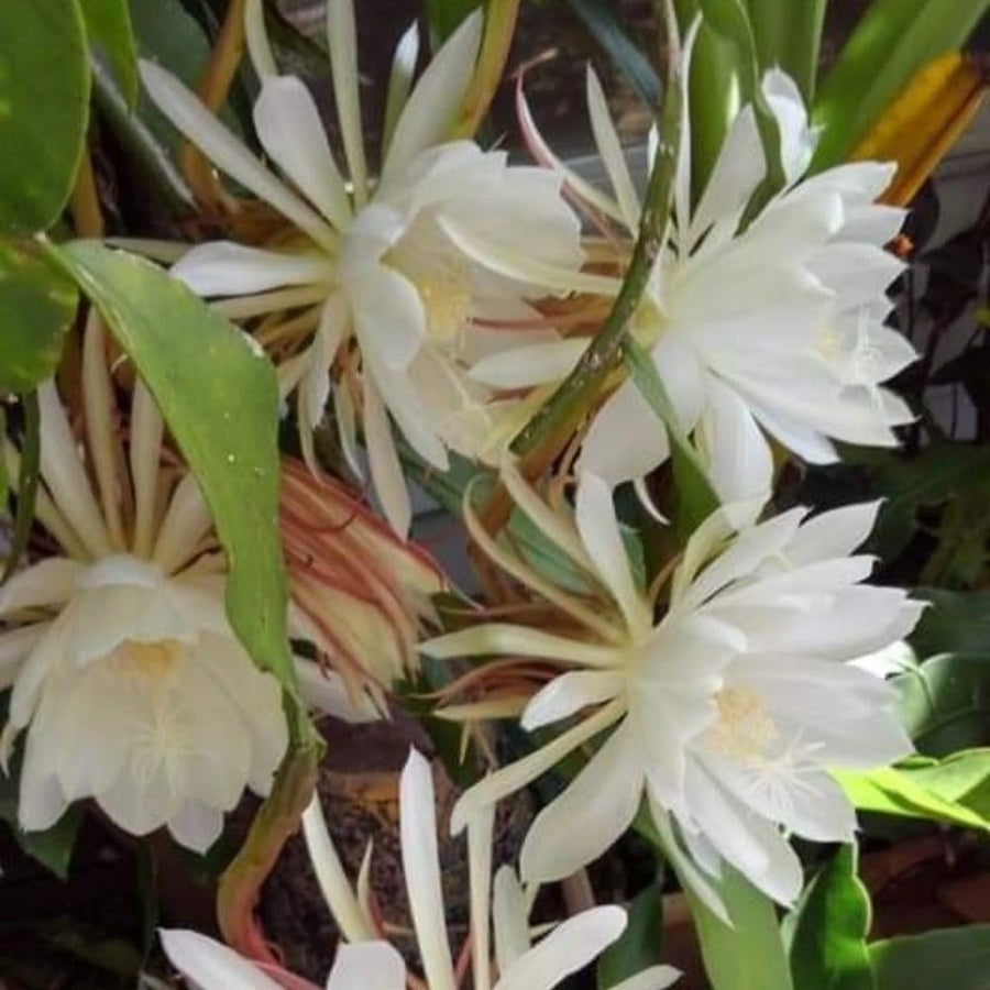 2 Queen of the Night Live Plant in 4 Inch Pot, Orchid Cactus Seedling, 3-6 Inches Tall, Night Blooming Flower Plant