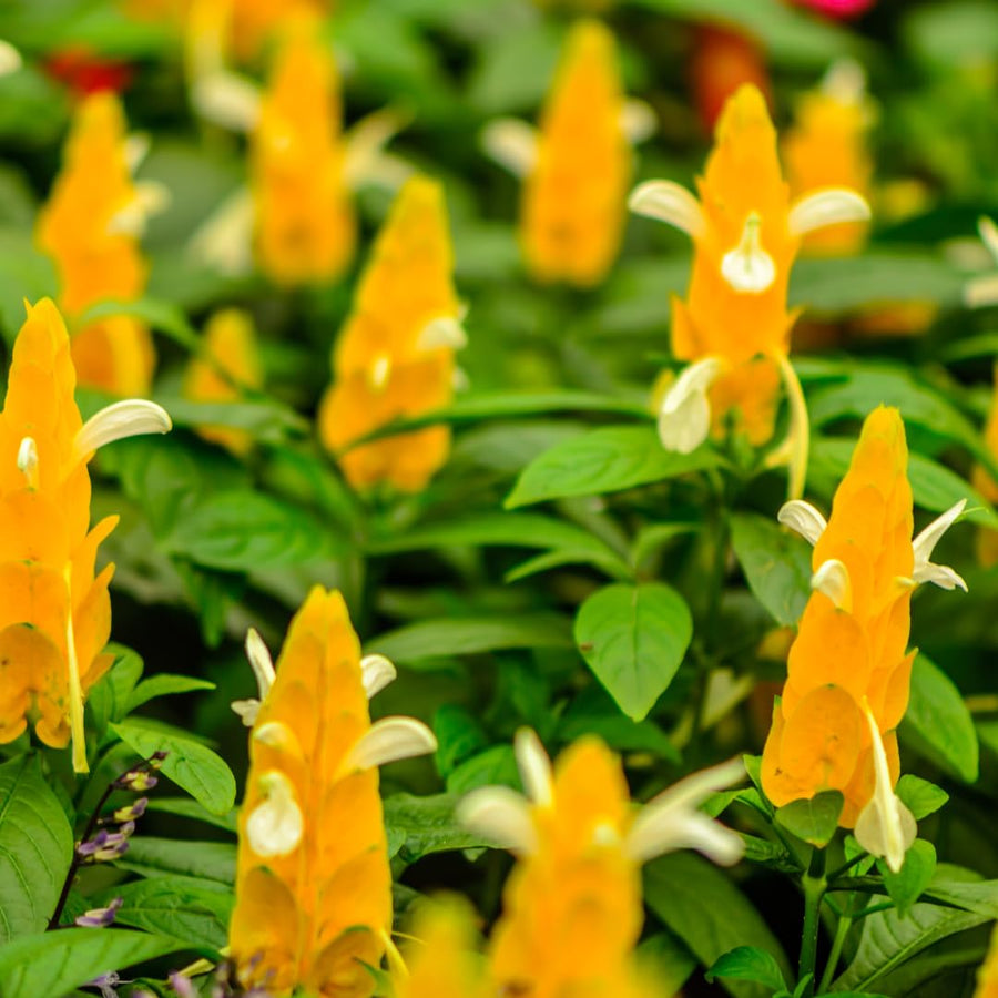 2 Mixes Shrimp Plants Live, Red and Yellow Flower Starter Plug Seedlings Justica Brandegeana Tree Bush, 4-7 Inches Tall