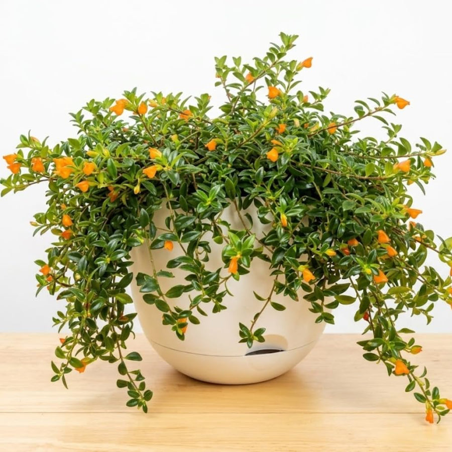 Orange Goldfish Plants Live Houseplants, Tropical Goldfish Plant in 4 Inches Pot, 4-7 Inches Height, Vibrant Trailing Plant for Home Office Decor