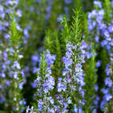 200 Rosemary Seeds, Herb Seeds for Planting in Garden