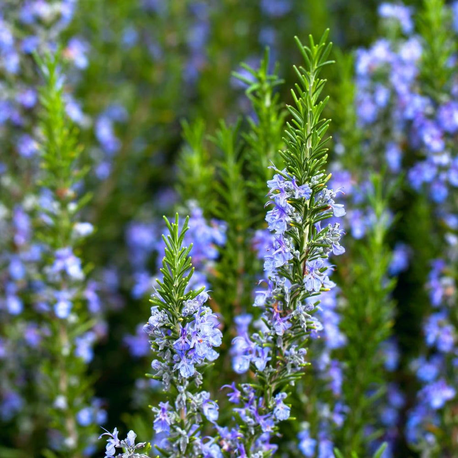 200 Rosemary Seeds, Herb Seeds for Planting in Garden