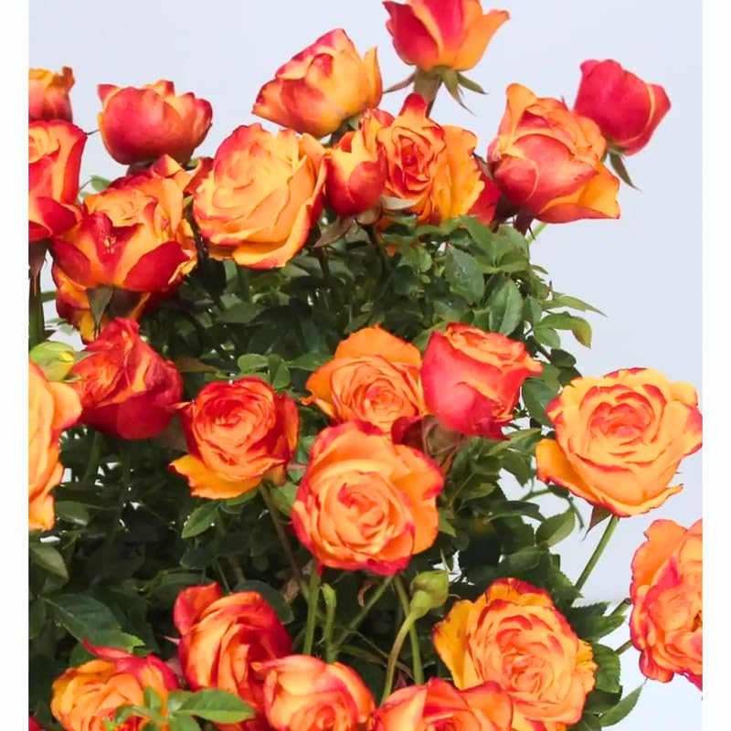 Orange Mini Rose Plant Live, Miniature Rose Bush in 3" Pot, Indoor Outdoor Flowering Plant, Compact Live Rose for Gifts and Gardens