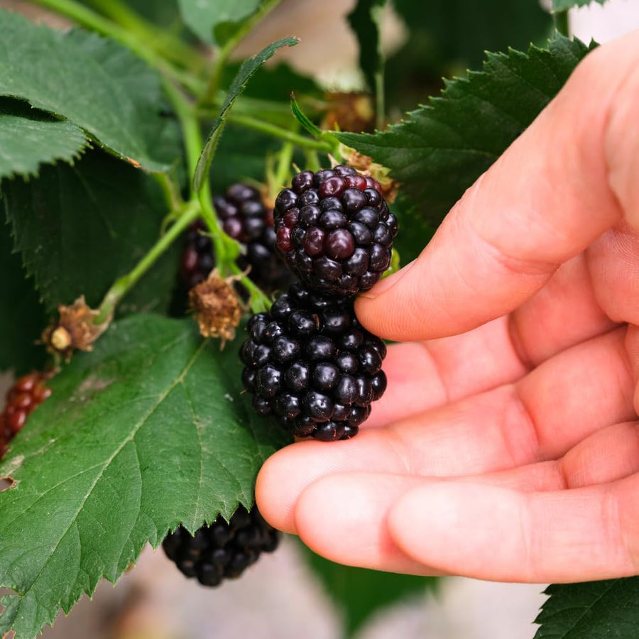 Set 2 Thornless BlackBerry Plants Cuttings, Well Rooted Cutting 4 Inches Tall, Sweet Berries and High Yield for Edible Garden, Ready for Planting