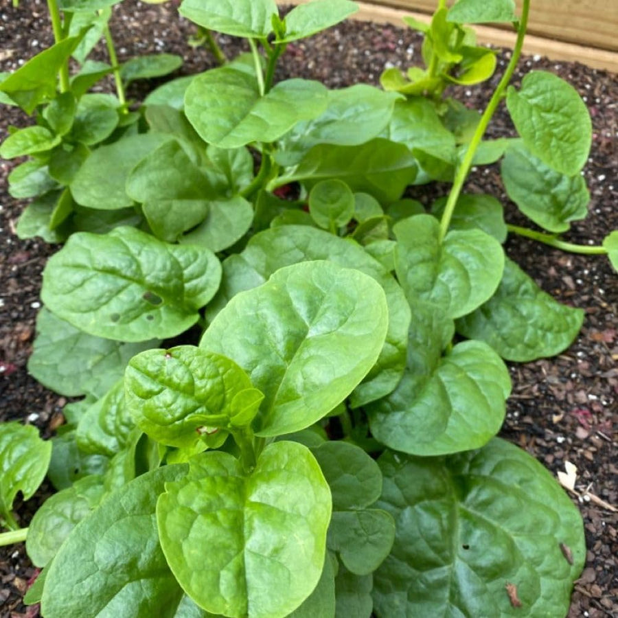 50+ Green Malabar Spinach Seeds for Planting, Mong TOI Poi Sang Ceylon Seeds, Large Leaf Vegetable Seeds for Garden