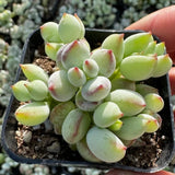Cotyledon Pendens Live Plant, Rare Trailing Succulent in 2" Pot, Hanging Succulent for Indoor Outdoor Planters
