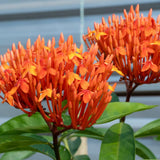 Set 4 Orange Red Ixora Plants Well Rooted, Ixora Flowering Shrub Plugs 3-5 Inches, Tropical Ixora Bush for Growing