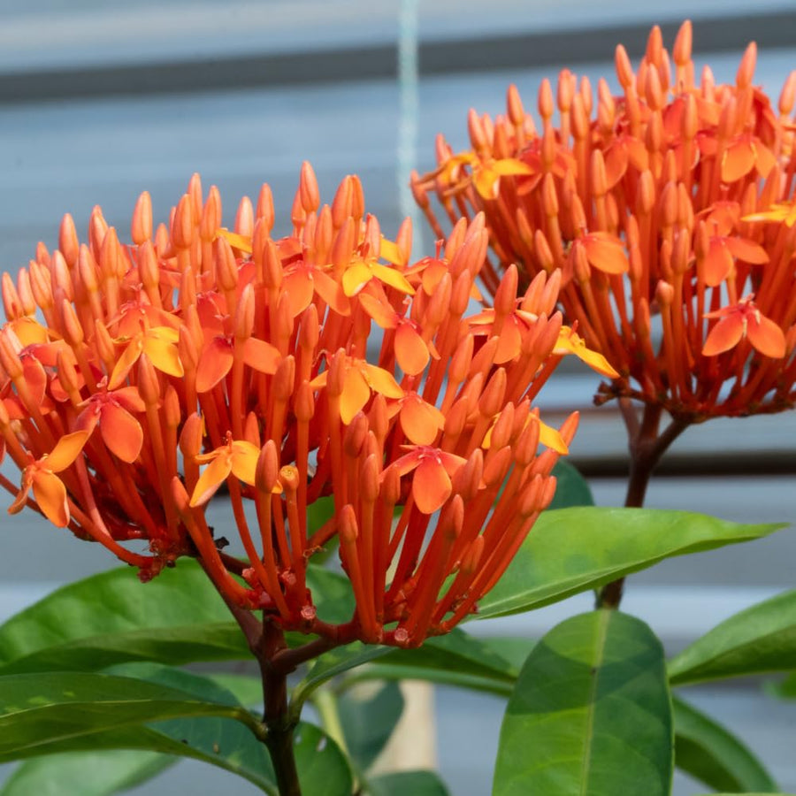 Set 4 Orange Red Ixora Plants Well Rooted, Ixora Flowering Shrub Plugs 3-5 Inches, Tropical Ixora Bush for Growing