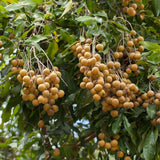 Longan Tree Live in Pot, 3 Ft Tall Grafted Longan Fruit Live Plant, Tropical Fruit Tree