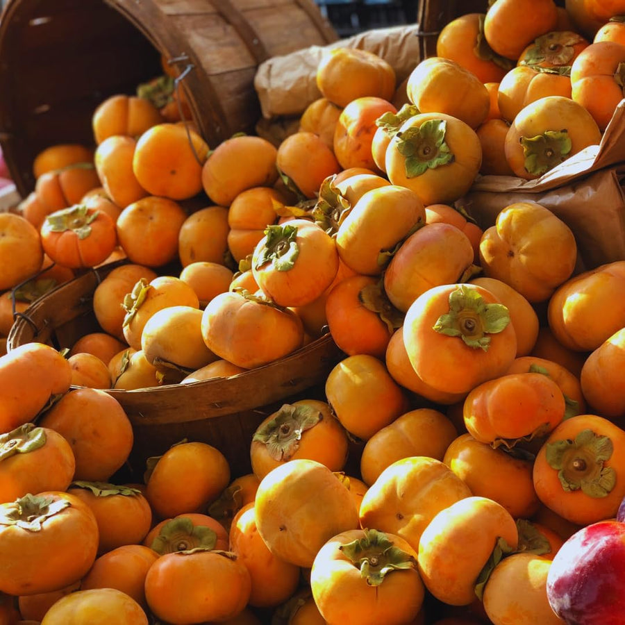 Sweet American Persimmon Trees Live Plants, 6"-14" Tall Persimmon Fruit Tree, Established Roots