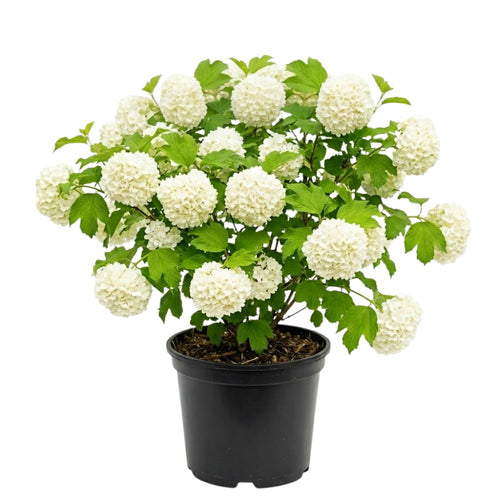 Viburnum Live Plant, Snowball Bushes Ready to Plant, 2.5 Inc Pot, 4-8 Inc Tall, Bare Root Plant, Snowball Viburnum Bush, White Bloom, Hardy Shrub for Landscaping, Outdoor Garden