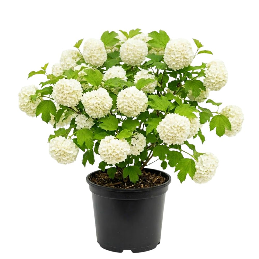 Viburnum Live Plant, Snowball Bushes Ready to Plant, 2.5 Inc Pot, 4-8 Inc Tall, Bare Root Plant, Snowball Viburnum Bush, White Bloom, Hardy Shrub for Landscaping, Outdoor Garden