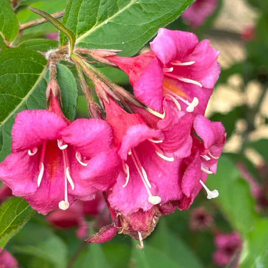 Pink Weigela Live Plant, 4 Inch Pot, 4-7 Inches Tall, Flowering Shrub for Outdoor Garden and Landscape