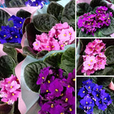 1 Random African Violets Live Plants House Plants in 4" Pot, Vibrant Blooms for Indoor Décor, Home or Office, Easy to Grow