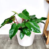 2 Red Philodendron Live Plant 5-9" Tall, Rare Tropical Indoor Houseplant Home Garden