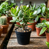 Live Jade Plants Crassula Ovata, Jade Plant, Live Succulent Plant Fully Rooted in 3-5 inch Starter in 2 Inch Pot for Houseplant Growing