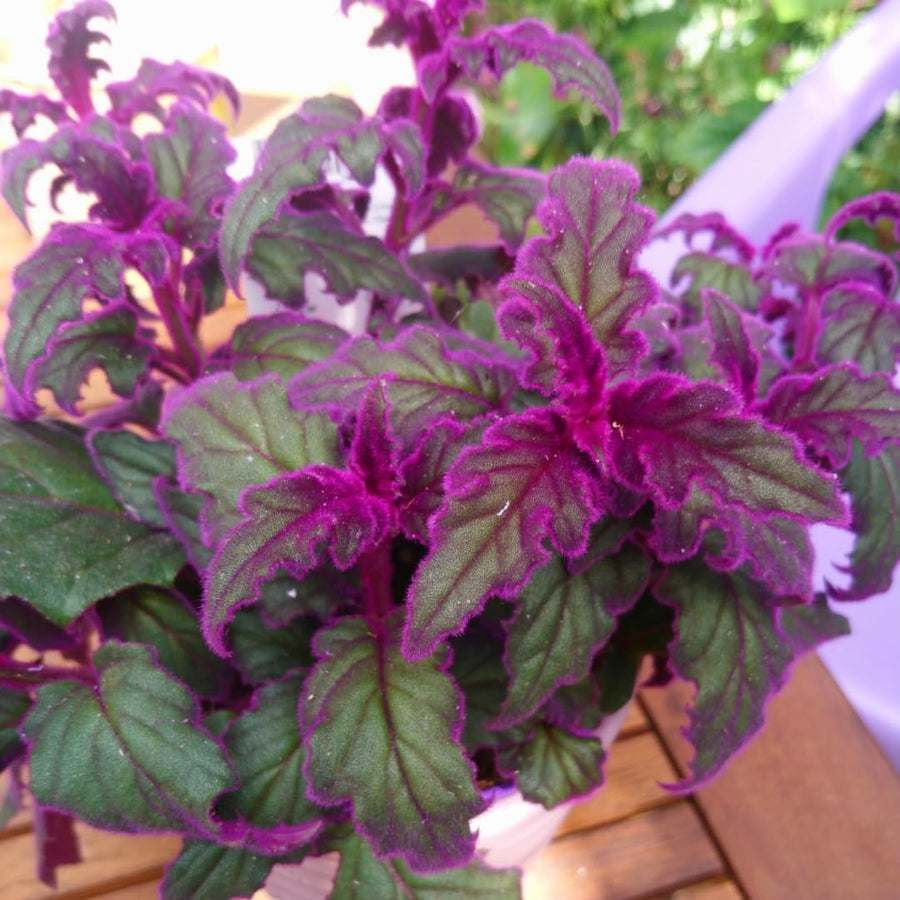 Gynura Plant Live, Purple Velvet Plant, Purple Passion Plants, 4in Potted, Indoor or Outdoor Planting