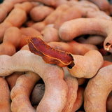 Live Tamarind Tree Plant, Tamarind Fruit Tree, Tropical Fruit, 4 Inch Pot, Ready for Planting